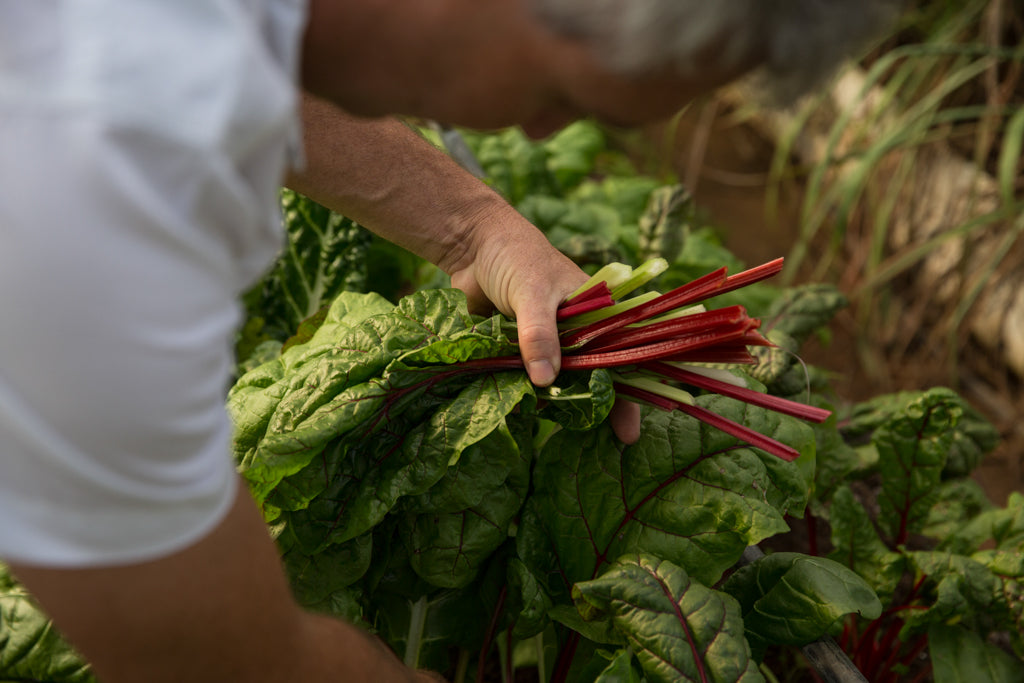What is Regenerative Organic Agriculture?