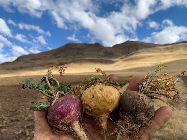 What are the different colours of maca?